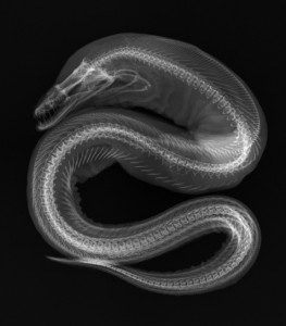 Viper-moray-xray-110613