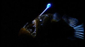 angler-fish