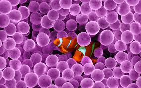clownfish