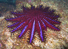 crown_of_Thorns-jonhanson