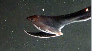 gulper-eel