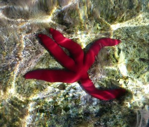 red-starfish2