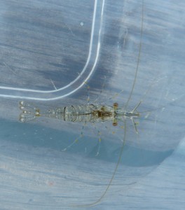 shrimp2