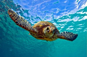 turtle-facial
